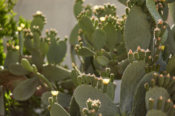 Big cactus on a sunny day. Botanical, tropical background