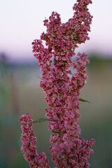 Rumex crispus