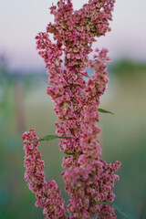 Rumex crispus