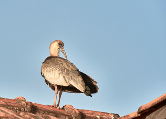 Curlew on the roof