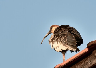 Curlew on the roof