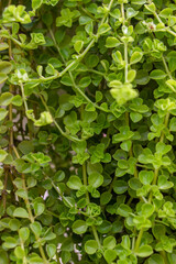 Sedum spurium is a spreading evergreen perennial with alternate, simple, fleshy leaves on creeping stems. The flowers are pink, borne in spring through fall