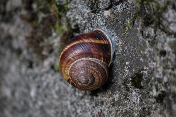 chiocciola