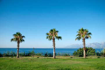 The sea and mountains of Antalya through the palm trees.