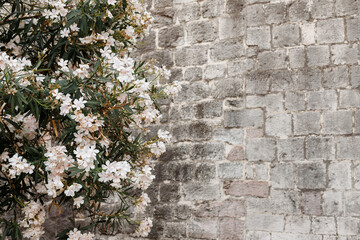 a tree with white flowers against the background of a gray stone wall. background