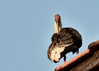 Curlew on the roof