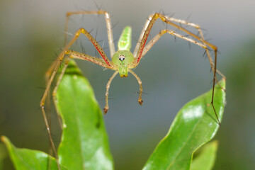 Green Lynx spider on a leaf