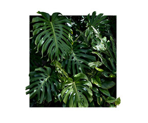 Lush green tropical foliage with Delicious Monster, Pothos and Ferns. Nature concept for background and wallpaper