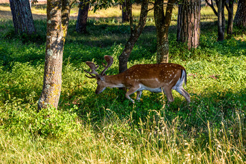 capriolo 01 - capriolo al pascolo 