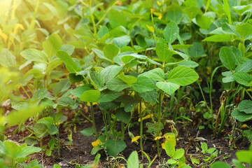 Agricultural soybean plantations on a sunny morning with drops of morning dew - a green soybean plant against sunlight. Agriculture concept