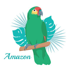  Amazon parrot Vector illustration. Cartoon bird with tropical leaves isolated on white background.