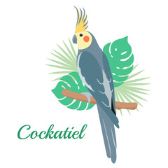 Cockatiel parrot Vector illustration. Cartoon bird with tropical leaves isolated on white background.