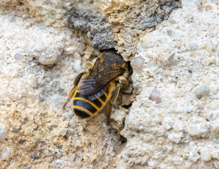 The solitary honey bee crawl to hole - entrance to her nest in wall of a old house.