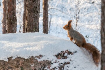 squirrel in the snow
