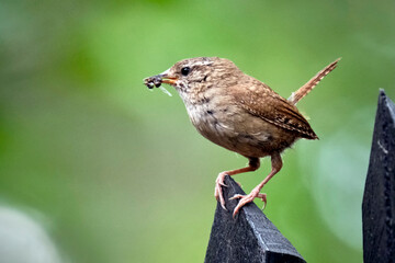 Zaunkönig ( Troglodytes troglodytes ).