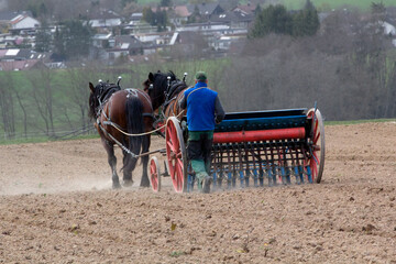 Pferde bei Arbeiten in der Landwirtschaft
