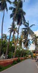 Fototapeta na wymiar Coastal Village with Coconut Line Streets