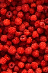 a lot of ripe raspberries close up