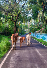 Cows Walking in Indian Village