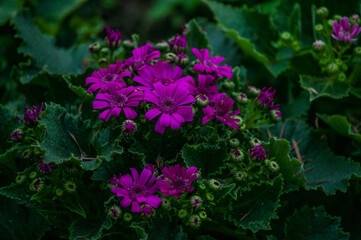 flowers in the garden