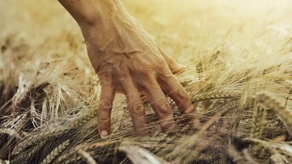 Farmer wheat harvest quality strokes his hand over the mature organic wheat or barley ears in...