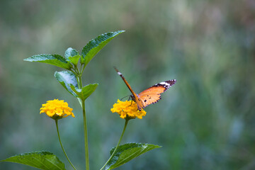 Fototapeta premium Danaus chrysippus, also known as the plain tiger, African queen, or African monarch, is a medium-sized butterfly widespread in Asia, Australia and Africa. It belongs to the Danainae subfamily