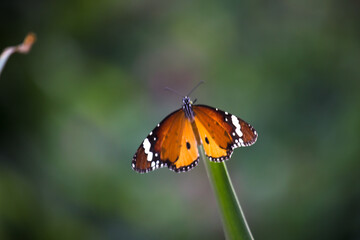 Danaus chrysippus, also known as the plain tiger, African queen, or African monarch, is a medium-sized butterfly widespread in Asia,
 Australia and Africa. It belongs to the Danainae subfamily