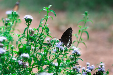 Euploea core, the common crow, is a common butterfly found in South Asia to Australia. In India it is also sometimes referred 
 to as the common Indian crow, and in Australia as the Australian crow. I