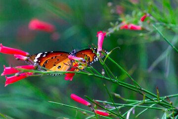 Danaus chrysippus, also known as the plain tiger, African queen, or African monarch, is a medium-sized butterfly widespread in Asia,
 Australia and Africa. It belongs to the Danainae subfamily
