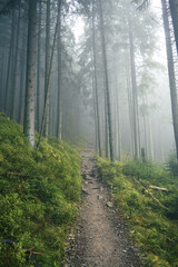 Fototapeta premium forest, path, trees, nature, road, tree, landscape, woods, autumn, park, mist, spring, trail, fog, summer, wood, grass, footpath, leaves, foliage, light, lane, leaf, wilderness, sun, countryside