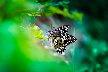 Papilio demoleus is a common and widespread swallowtail butterfly. The butterfly is also known as the lime butterfly,
 lemon butterfly, lime swallowtail, and chequered swallowtail. 