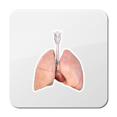 Human lungsand heart anatomy icon illustration isolated on white background, icon, 3d render, illustration