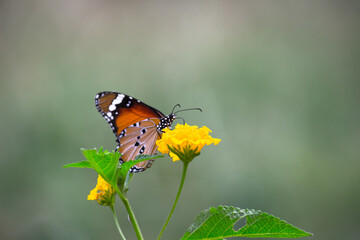 Danaus chrysippus, also known as the plain tiger, African queen, or African monarch, is a medium-sized butterfly widespread in Asia,
 Australia and Africa. It belongs to the Danainae subfamily