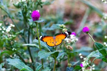 Danaus chrysippus, also known as the plain tiger, African queen, or African monarch, is a medium-sized butterfly widespread in Asia,
 Australia and Africa. It belongs to the Danainae subfamily