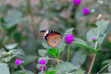 Danaus chrysippus, also known as the plain tiger, African queen, or African monarch, is a medium-sized butterfly widespread in Asia,
 Australia and Africa. It belongs to the Danainae subfamily of the 