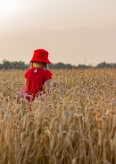 Little Red Riding Hood goes to visit grandmother through a wheat field. Episode from a fairy tale