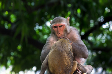 The Rhesus macaque monkey sitting under the tree  with her siblings