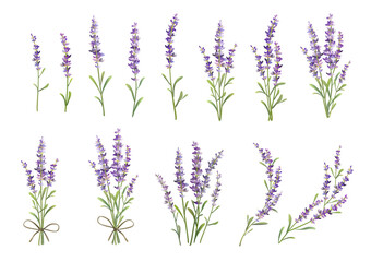 Sprigs of lavender set. Vector colorful illustration - obrazy, fototapety, plakaty