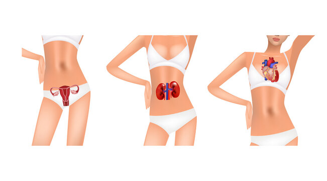 Woman body anatomy, realistic vector illustration, medicine. Location of the uterus, kidneys and heart