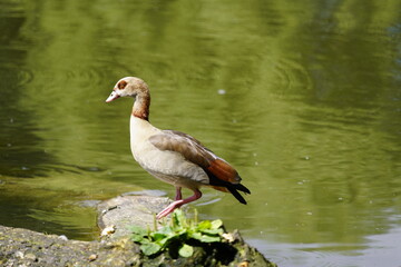 Egyptian goose (Alopochen aegyptiaca) Anatidae family. Hanover, Germany