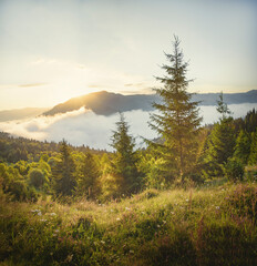 Summer morning overlooking the top of the mountains and the forest. Fog or clouds early in the morning in the mountains. 