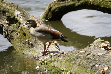 Egyptian goose (Alopochen aegyptiaca) Anatidae family. Hanover, Germany