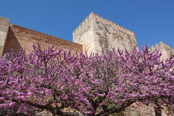 Judas tree in purple bloom in front a stone wall of Alhambra palace in Granada, Andalusia, Spain - Powered by Adobe