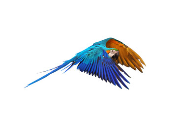 Colorful macaw parrot flying isolated on white background.