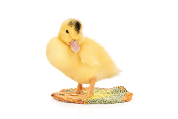 portrait of duckling on a knitted rug