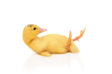 duckling fell on his back