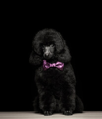 image of dog dark background