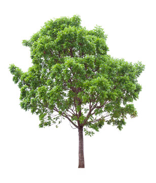 Isolated mahogany tree cut out on white background for landscape design