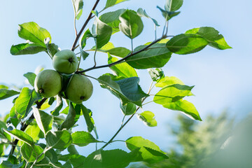 Green apples on a tree against a blue sky. New harvest. Healthy food and vitamins from nature.