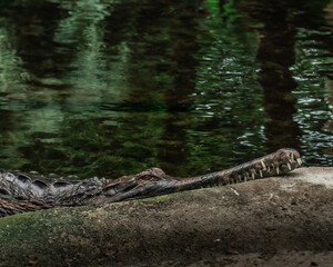 Krokodil